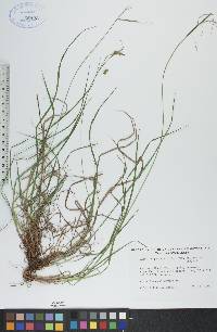 Carex paupercula var. pallens image