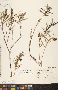 Andromeda polifolia image