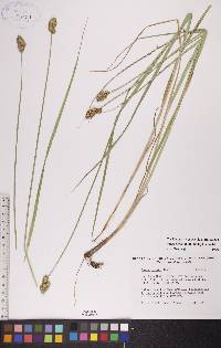 Carex bebbii image