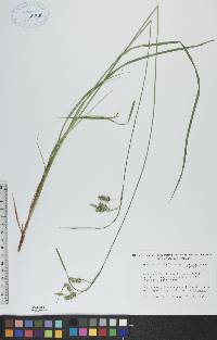 Carex paupercula var. pallens image