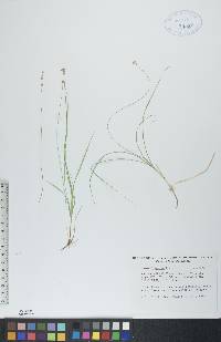 Carex disperma image