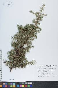 Juniperus communis var. depressa image