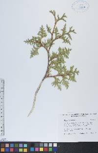 Thuja occidentalis image