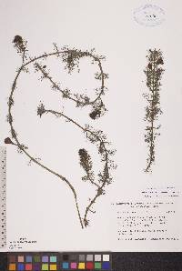 Myriophyllum verticillatum image