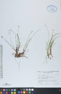 Carex pauciflora image