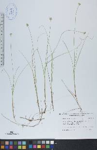 Carex tenuiflora image