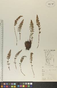 Woodsia ilvensis image