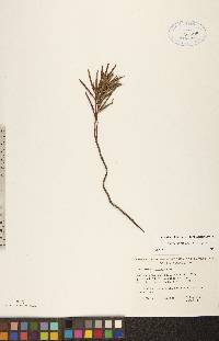Andromeda polifolia image