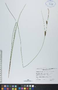 Carex lasiocarpa image