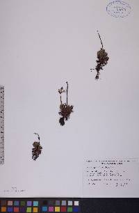 Saxifraga tricuspidata image