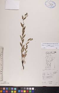 Hackelia deflexa subsp. americana image