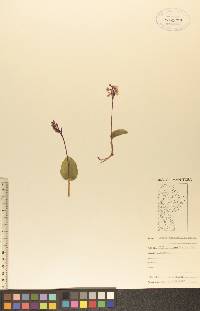 Orchis rotundifolia image