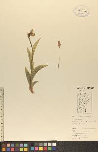 Cypripedium passerinum image