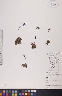 Pinguicula vulgaris image