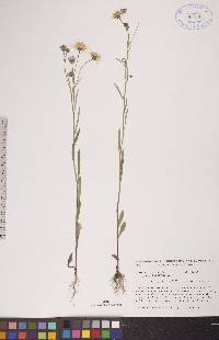 Crepis tectorum image