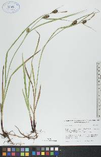 Carex houghtonii image