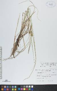 Carex rostrata image