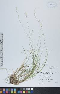 Carex trisperma image