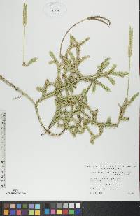 Lycopodium clavatum var. megastachyon image