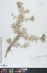 Abies balsamea image