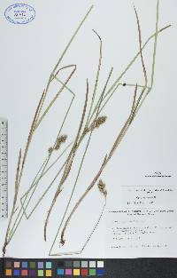 Carex foenea image