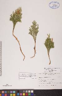 Dendrolycopodium hickeyi image