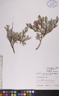 Salix glauca image