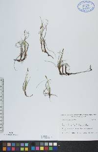 Carex rupestris image