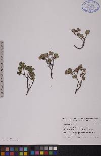 Vaccinium uliginosum image