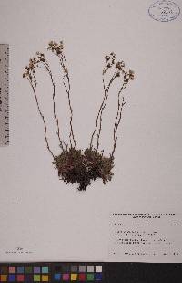 Saxifraga tricuspidata image