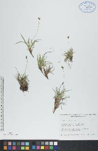 Carex concinna image