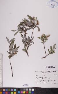 Salix glauca image