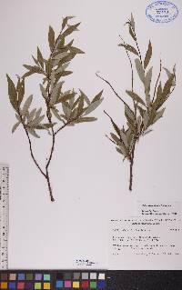 Salix arbusculoides image