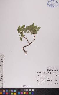 Salix myrtillifolia image