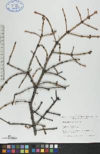 Picea glauca image