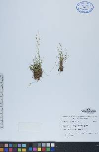 Carex williamsii image