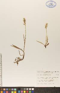 Spiranthes romanzoffiana image