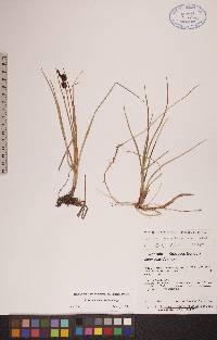 Carex rotundata image