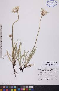 Agoseris glauca image