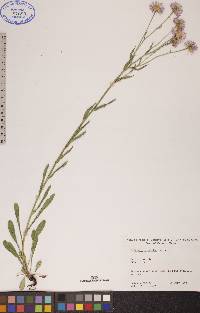 Erigeron glabellus image