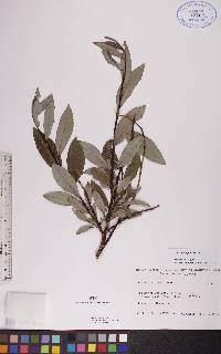 Salix planifolia image