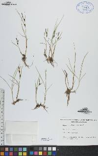 Carex subspathacea image