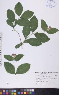 Lonicera dioica image