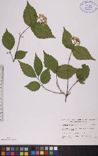 Viburnum rafinesqueanum image