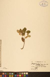 Gaultheria procumbens image