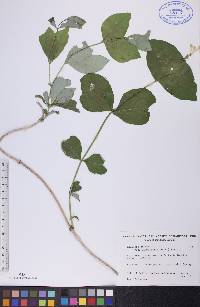 Lonicera dioica image