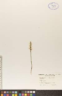 Spiranthes magnicamporum image