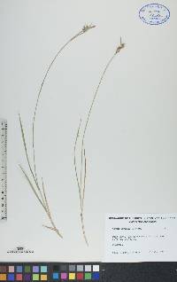 Carex torreyi image