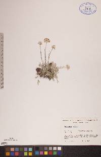 Antennaria neglecta image