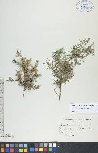 Juniperus communis var. depressa image